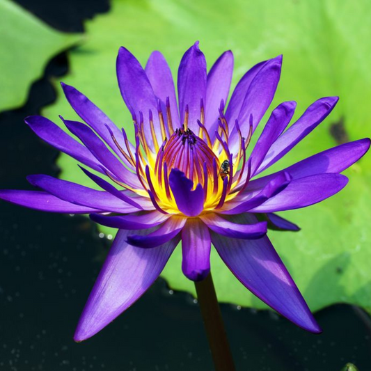 Nymphaea nouchali (Cyanea)