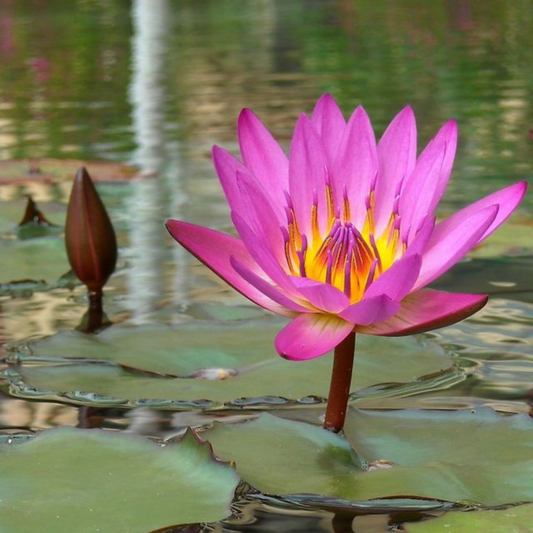 Nymphaea nouchali (Versicolor)