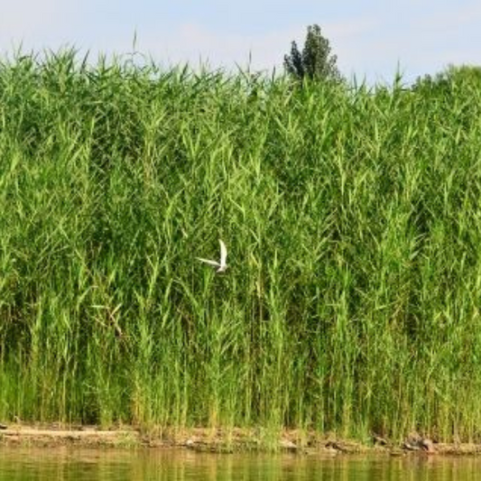 Phragmites australis