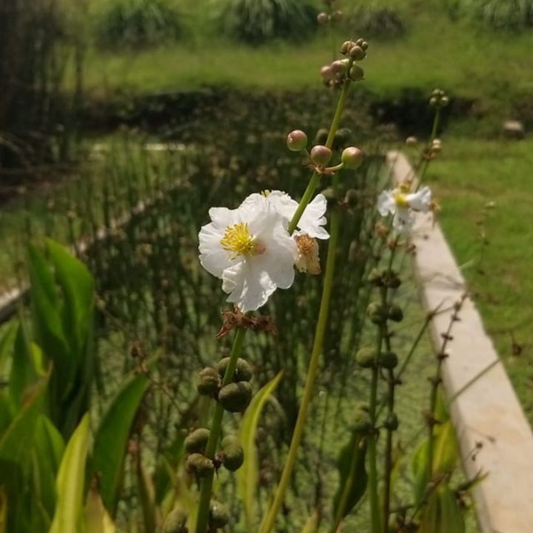 Sagittaria lancifolia