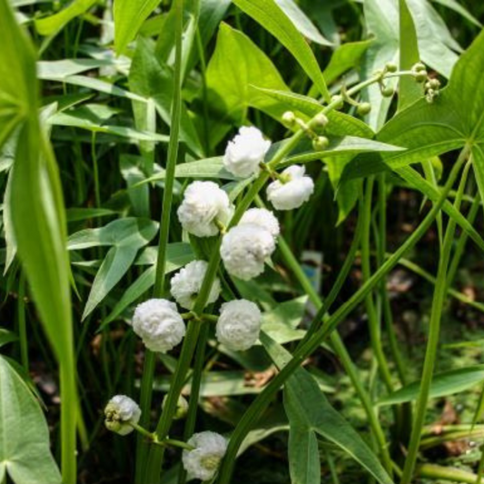 Sagittaria japonica