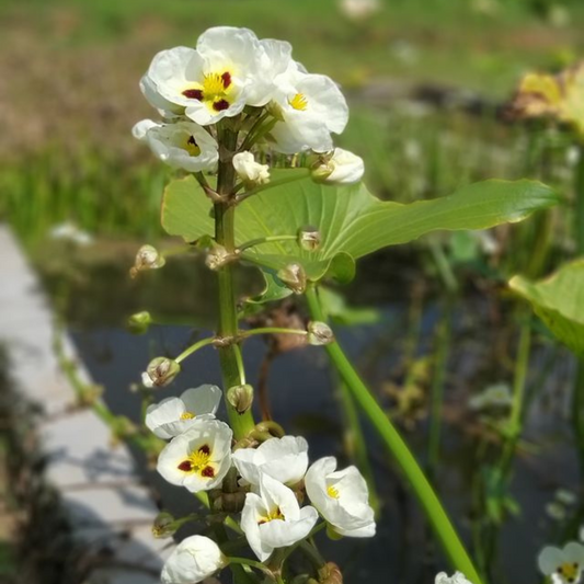 Sagittaria latifolia