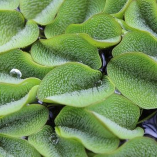 Salvinia molesta