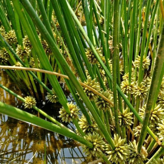 Schoenoplectus praelongatus