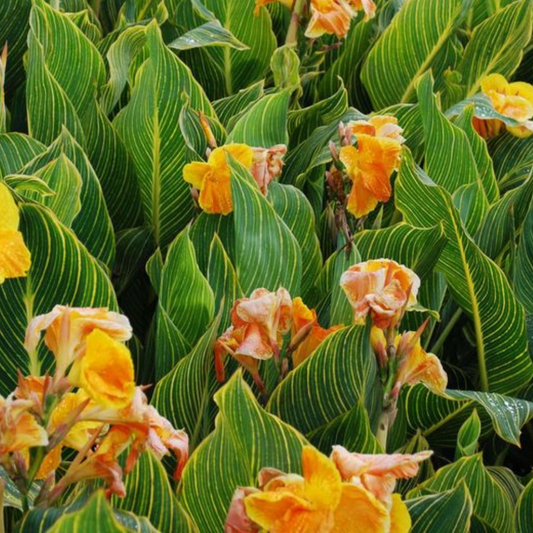 Cana tropicanna (Gold)