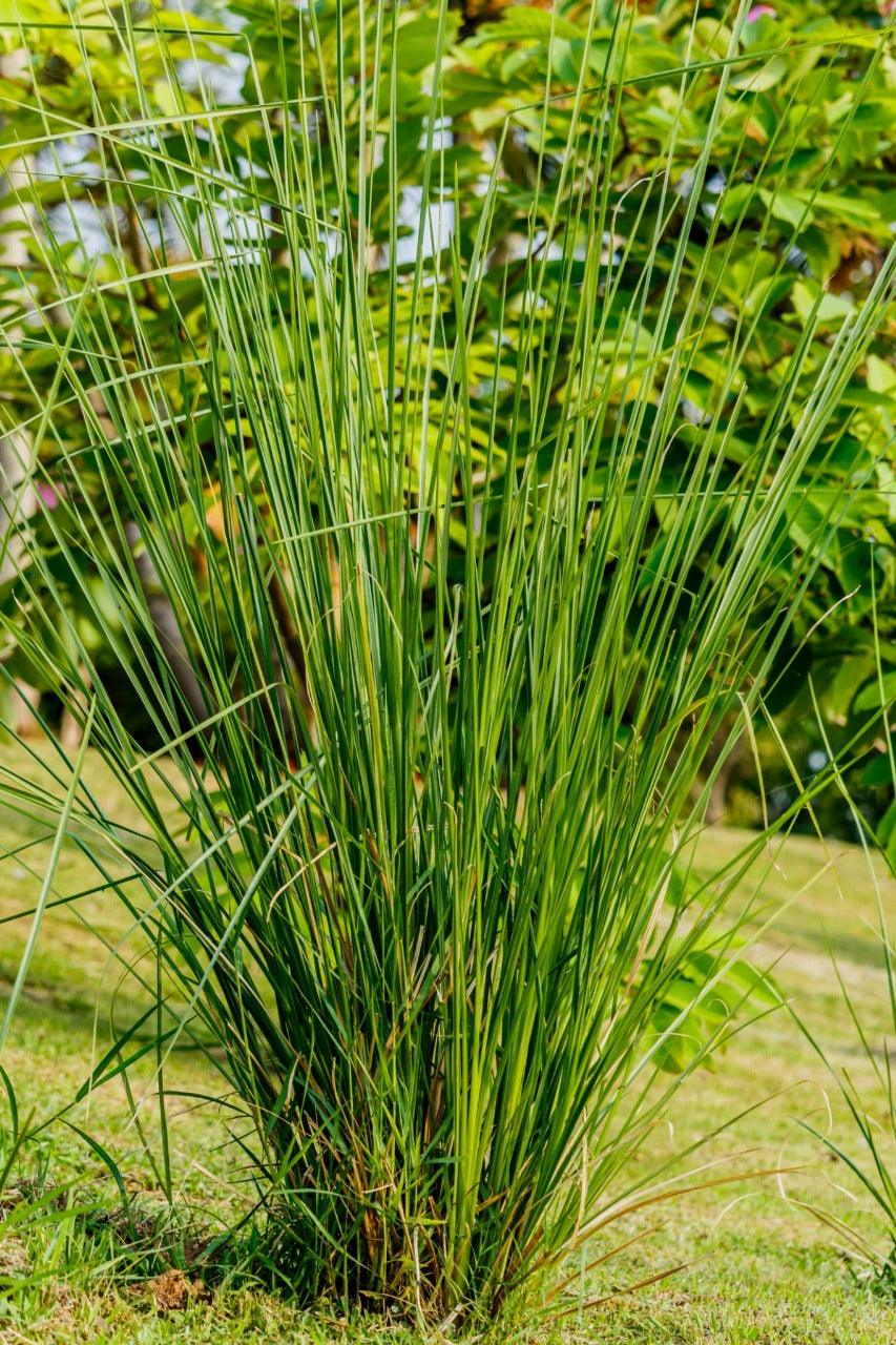 Chrysopogon zizanioides