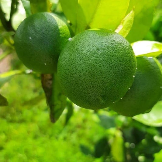 Seedless Lime (Bangalore)