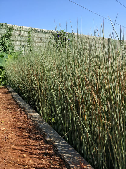 Eleocharis geniculata