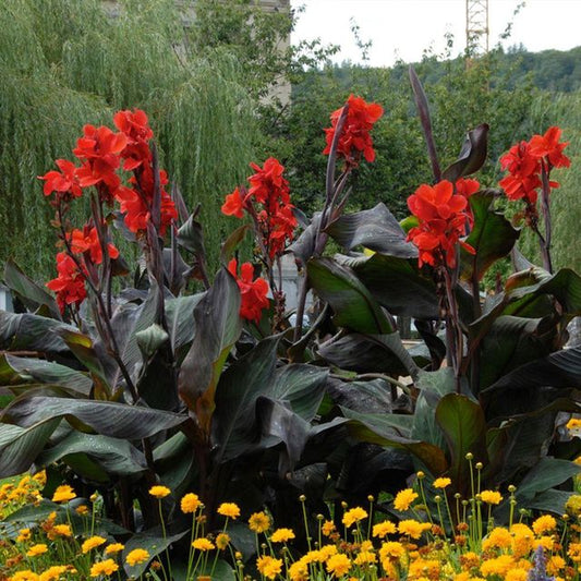 Canna tropicanna (Black)
