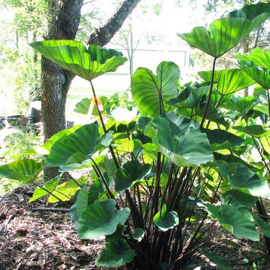 Colocasia esculenta (Tea Cup Taro)