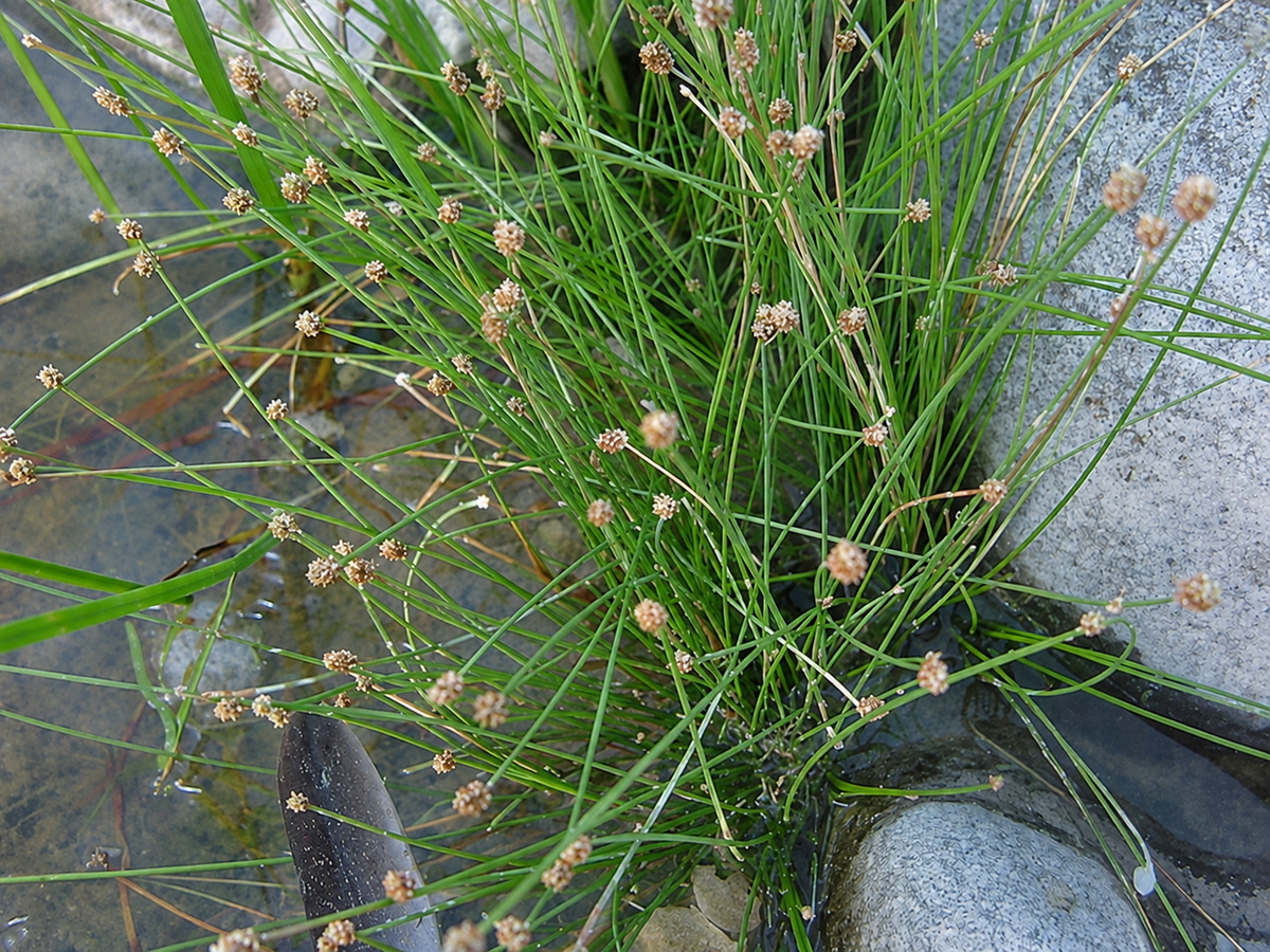 Eleocharis geniculata