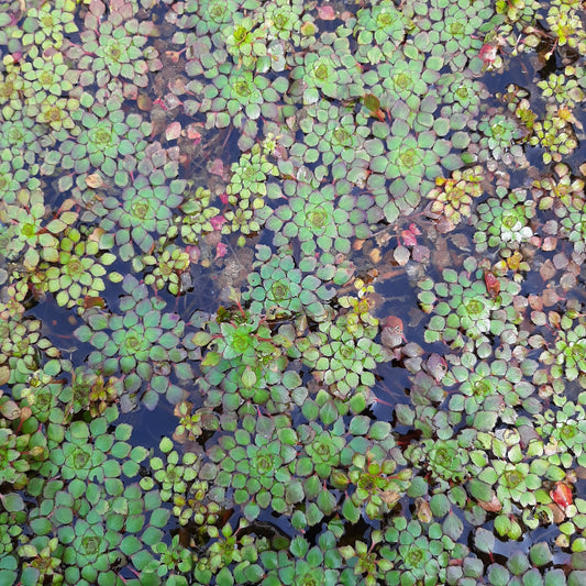 Ludwigia sedioides