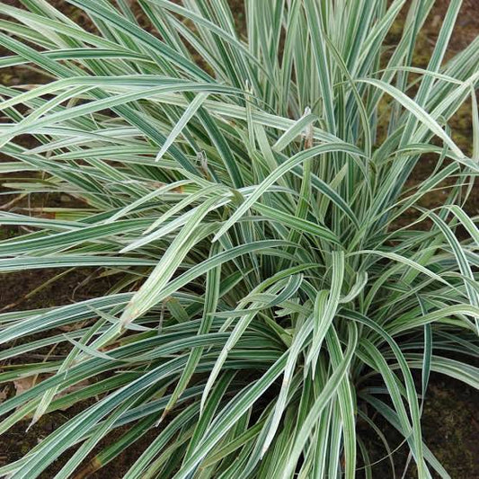 Liriope muscari 'Variegated'