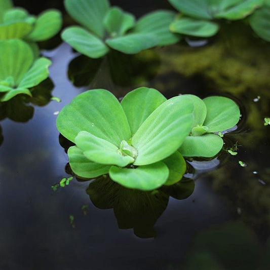 Pistia stratiotes
