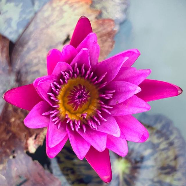 Nymphaea Siam Pink