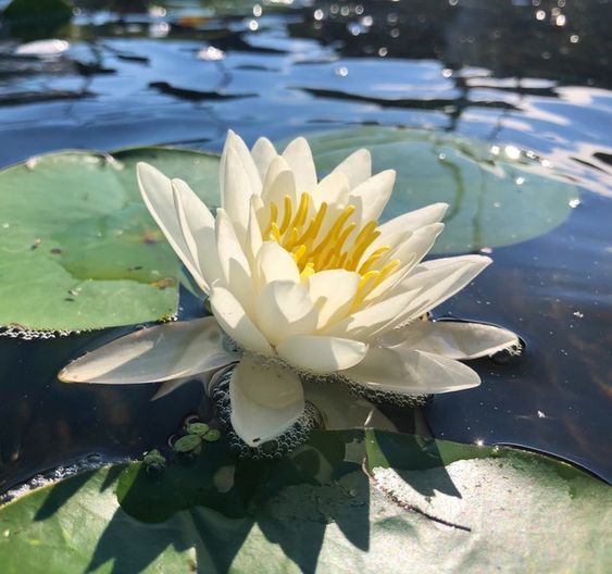 Nymphaea Siam White